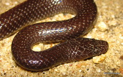 Lycophidion capense capense