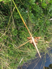 Cyperus gymnocaulos