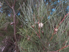 Hakea scoparia