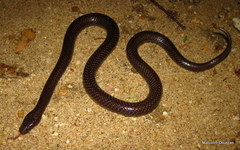 Lycophidion capense capense