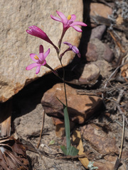 Ixia latifolia