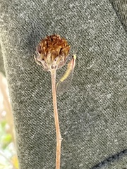 Eremochrysa punctinervis