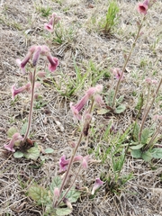 Rehmannia glutinosa