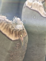 Eremochrysa punctinervis