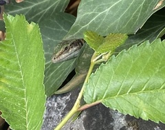 Podarcis siculus campestris