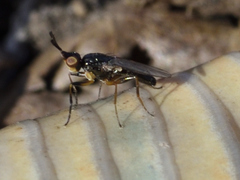 Prochyliza xanthostoma