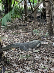 Varanus salvator macromaculatus