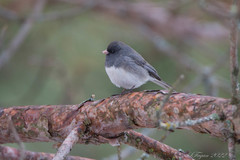 Junco