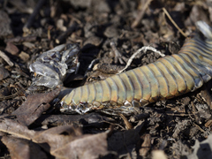 Prochyliza xanthostoma