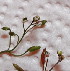 Draba praecox