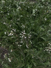 Capsella bursa-pastoris