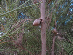Hakea scoparia