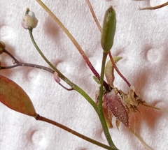 Draba praecox