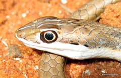 Psammophis leightoni