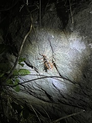 Thereuopoda clunifera