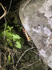 Thereuopoda clunifera