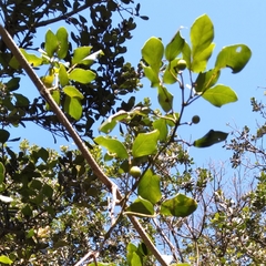 Rhoicissus rhomboidea