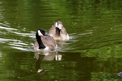 Branta canadensis