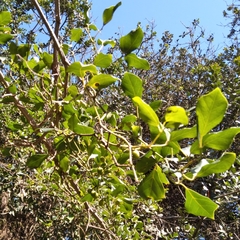 Rhoicissus rhomboidea
