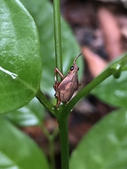 Kalidasa nigromaculata