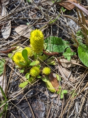 Polygala nana