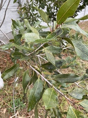 Syzygium guineense