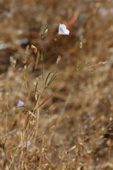 Leptosiphon liniflorus