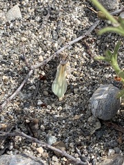 Acrotylus insubricus