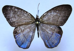 Amiga arnaca
