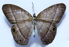 Amiga arnaca