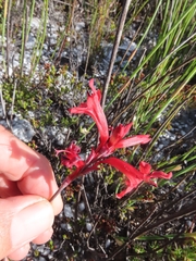 Tritoniopsis pulchra