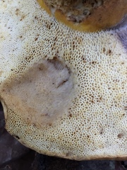 Gyroporus ballouii image