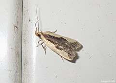 Dichomeris inserrata
