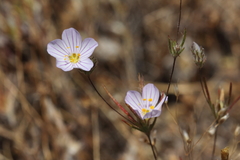 Leptosiphon liniflorus