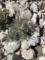Astragalus tragacantha