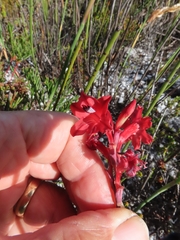 Tritoniopsis pulchra