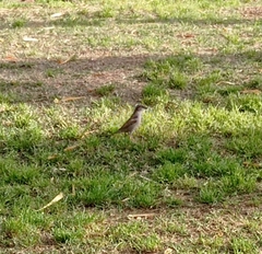 Passer domesticus