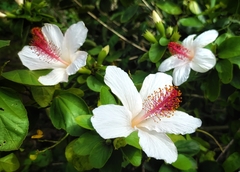 Hibiscus arnottianus