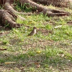 Passer domesticus