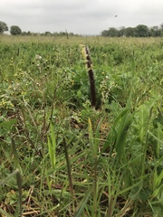 Alopecurus myosuroides