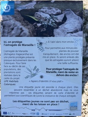 Astragalus tragacantha