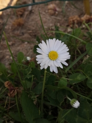 Bellis perennis