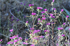 Monardella douglasii