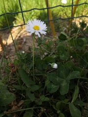 Bellis perennis