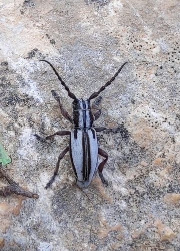 Iberodorcadion uhagonii