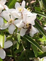 Apis mellifera