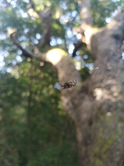 Gasteracantha sanguinolenta