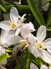 Apis mellifera