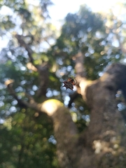 Gasteracantha sanguinolenta