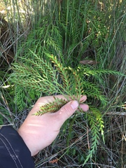 Asplenium haurakiense